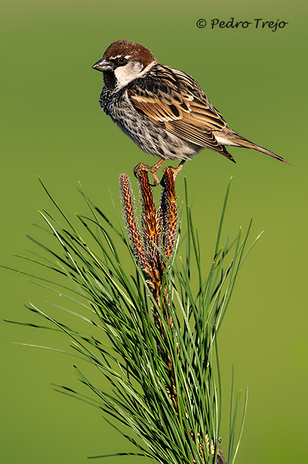 Gorrión moruno (Passer hispaniolensis)